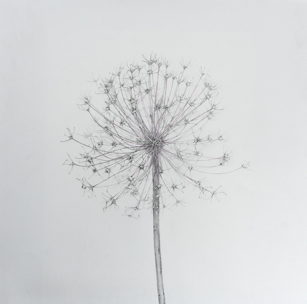 "Giganteum" Emma Stewart-Liberty