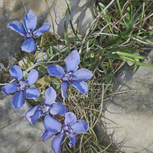 [SO25HiddenGentiansJulieBrennan] "Hidden Gentians" Julie Brennan 
