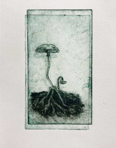 [SO25GrowthanddecayfrommyceliumSaraKDunn] "Growth and decay from mycelium" Sara K Dunn